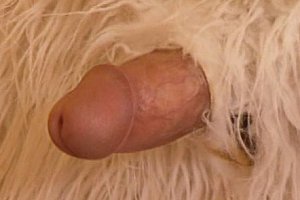nxgx100%vidyo